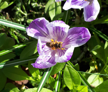 Norley Wildlife Group