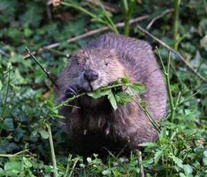Beaver